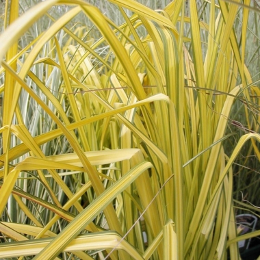 Turzyca sztywna (Carex elata) 